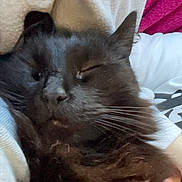 Maggie a rejoint le concours — aidez-le/la à gagner de superbes lots ! cat, black_cat, sleeping, cozy, blanket, fur, pet, indoor, closeup, whiskers, animal, resting, cute, soft, comfort, feline, domestic_animal, relaxed, warm, snuggled