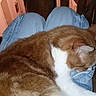 cat, orange_cat, white_cat, lap, jeans, person, indoor, wood, furniture, sleeping, resting, cozy, pet, animal, domestic, fur, cute, relaxing, close_up, comfort