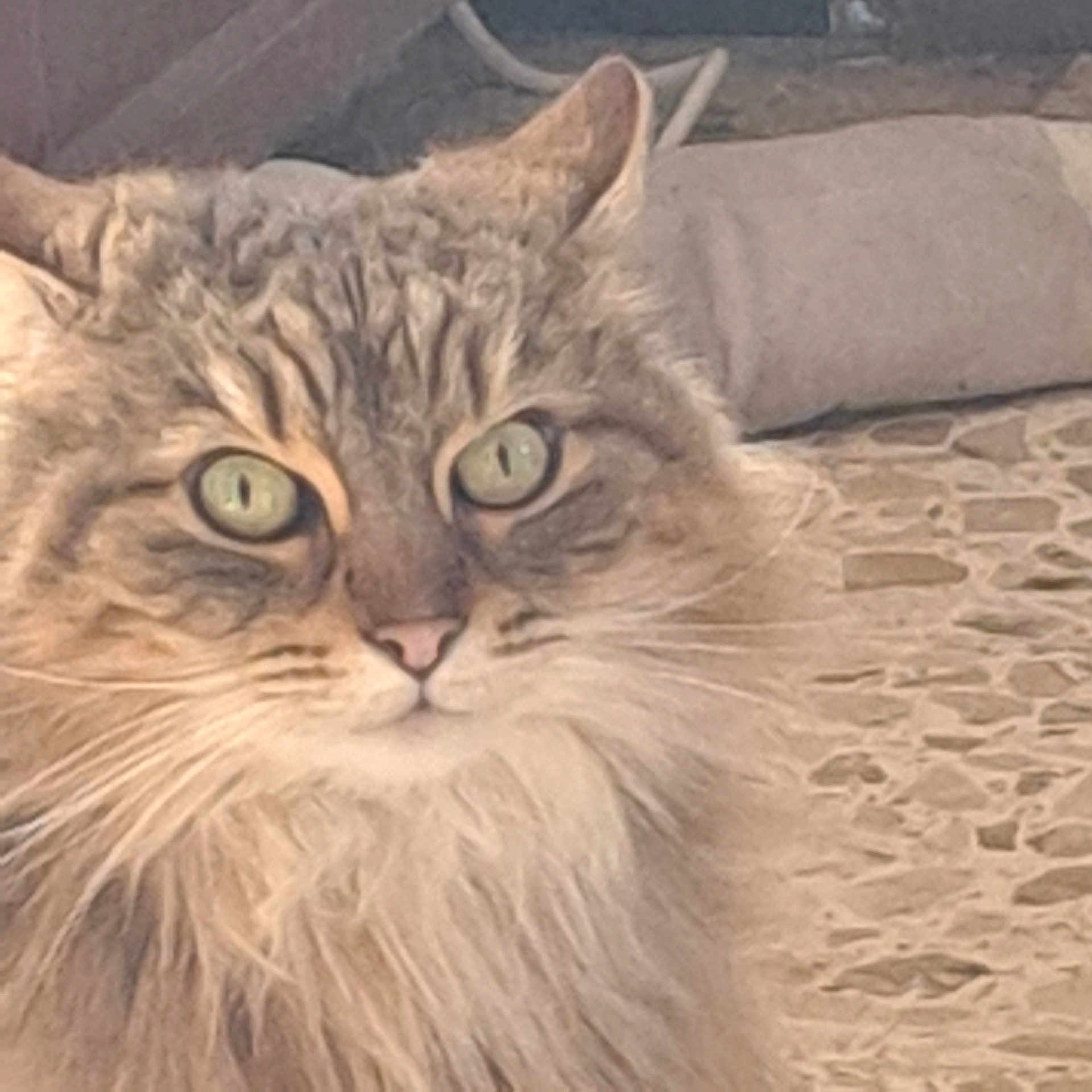Pompon participe au concours pour gagner de l'argent avec cette photo : cat, fluffy, closeup, green_eyes, whiskers, fur, pet, animal, outdoor, texture, stone, tile, face, portrait, feline, mammal, curious, alert, domestic_cat, eyes