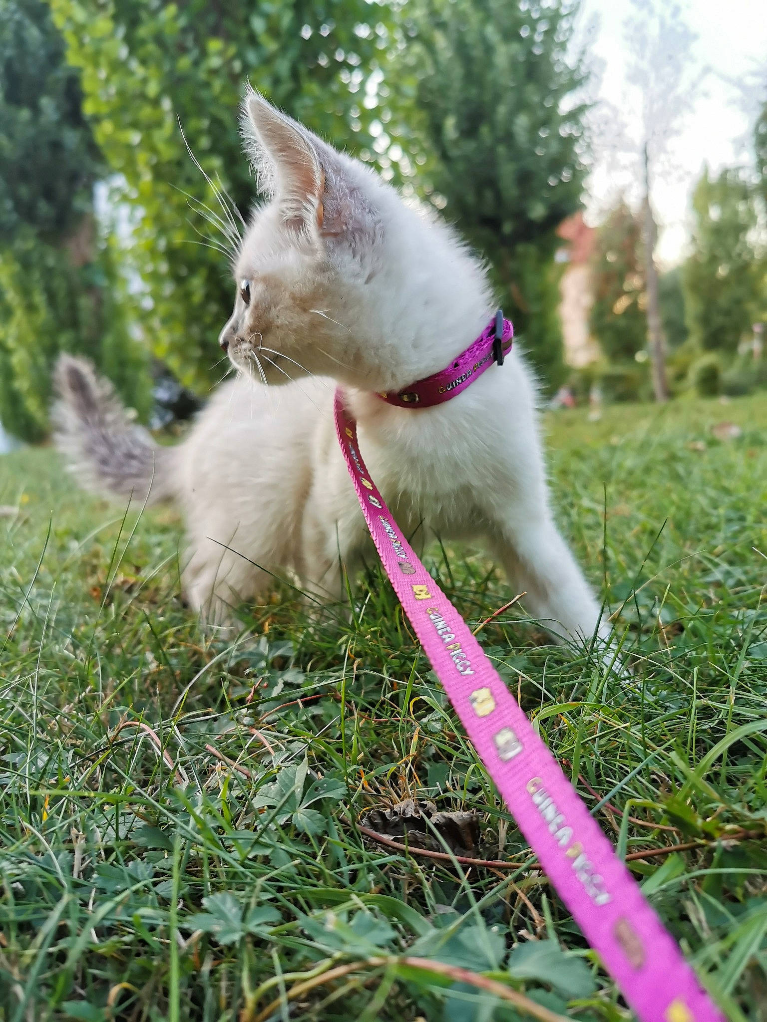 Kyara a rejoint le concours — aidez-le/la à gagner de superbes lots ! canidae, carnivore, cat, collar, dog, dog_breed, fawn, felidae, grass, leash, mammal, tail