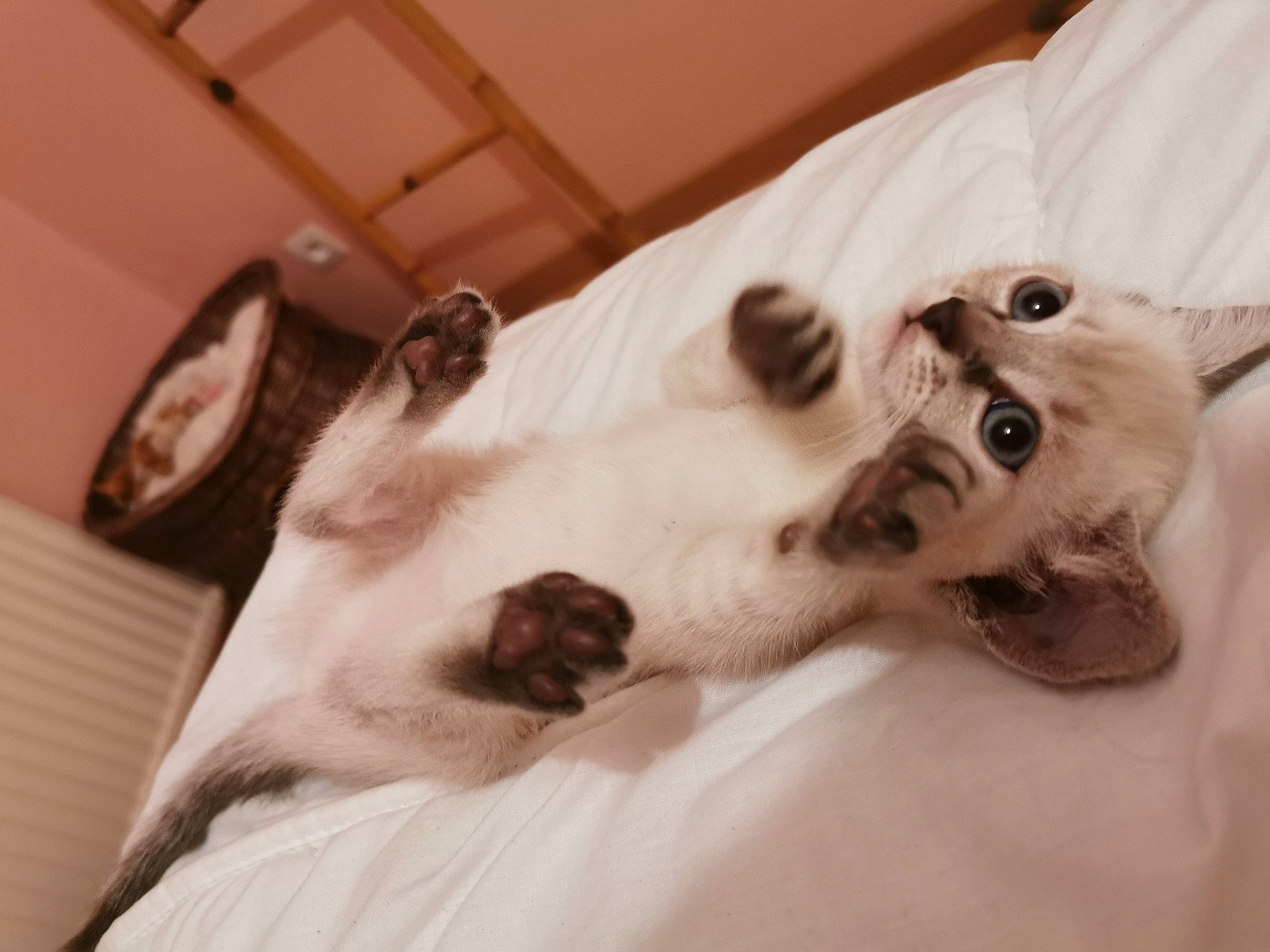 Kyara a rejoint le concours — aidez-le/la à gagner de superbes lots ! balinese, birman, canidae, carnivore, cat, companion_dog, dog_breed, ear, fawn, felidae, kitten, puppy, ragdoll, small_to_medium_sized_cats, thai, tonkinese, whiskers