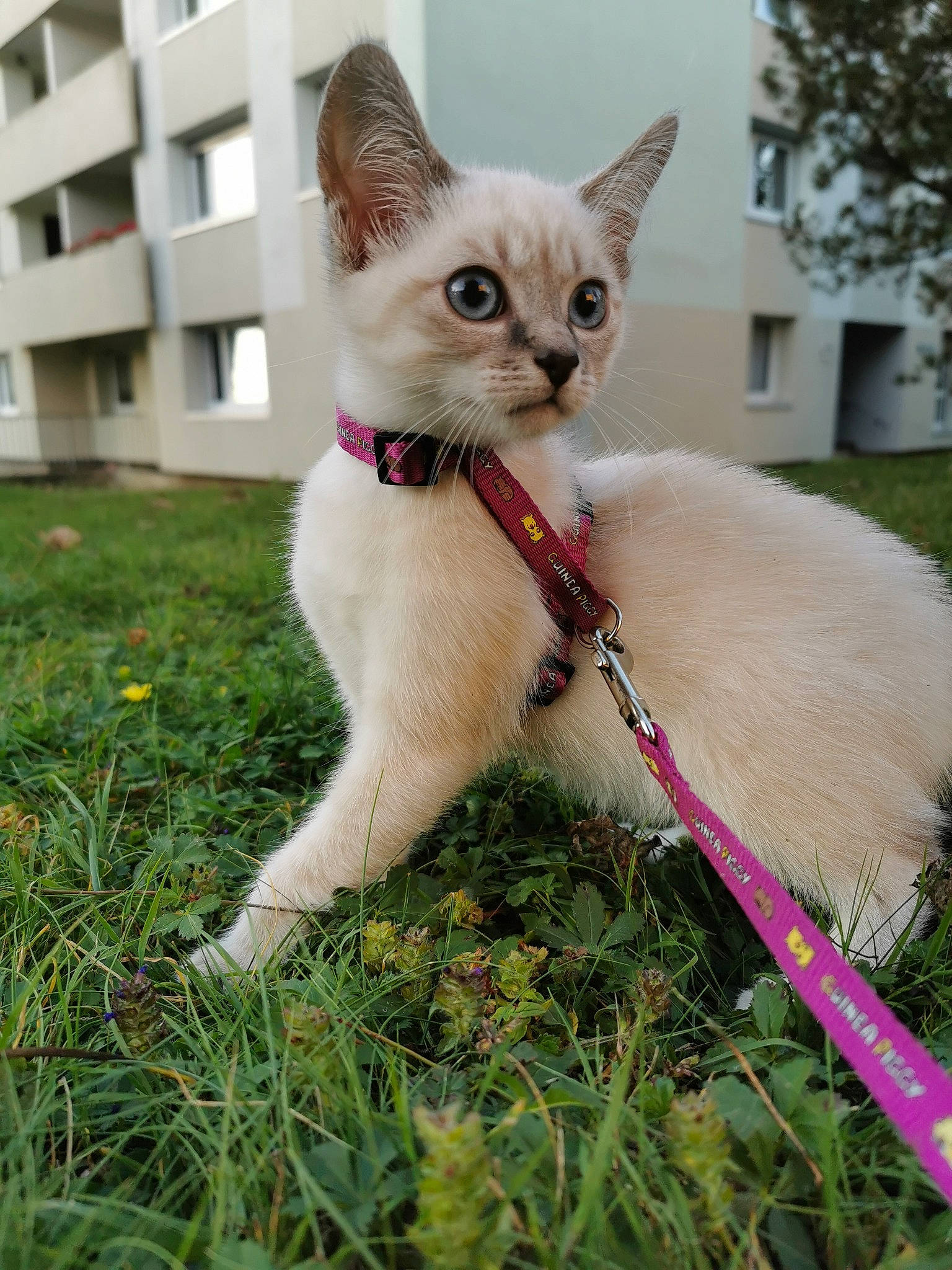 Kyara a rejoint le concours — aidez-le/la à gagner de superbes lots ! asian, carnivore, cat, colorpoint_shorthair, domestic_short_haired_cat, fawn, felidae, grass, khao_manee, kitten, leash, mammal, plant, small_to_medium_sized_cats, tail, thai, turkish_angora, vertebrate, whiskers