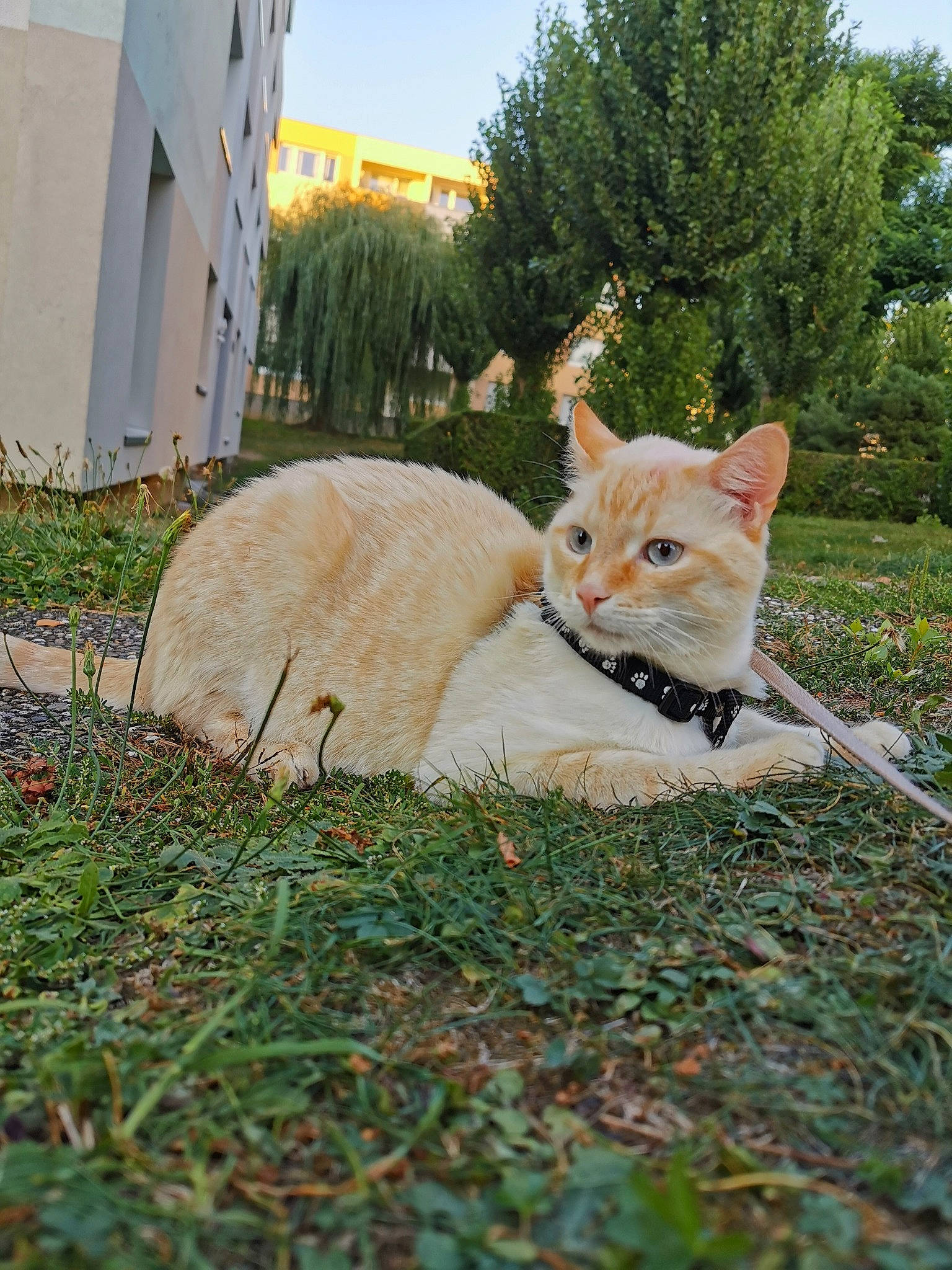 Chamalow a rejoint le concours — aidez-le/la à gagner de superbes lots ! canidae, carnivore, cat, domestic_short_haired_cat, european_shorthair, fawn, felidae, grass, plant, small_to_medium_sized_cats, tail, tree, turkish_van, whiskers