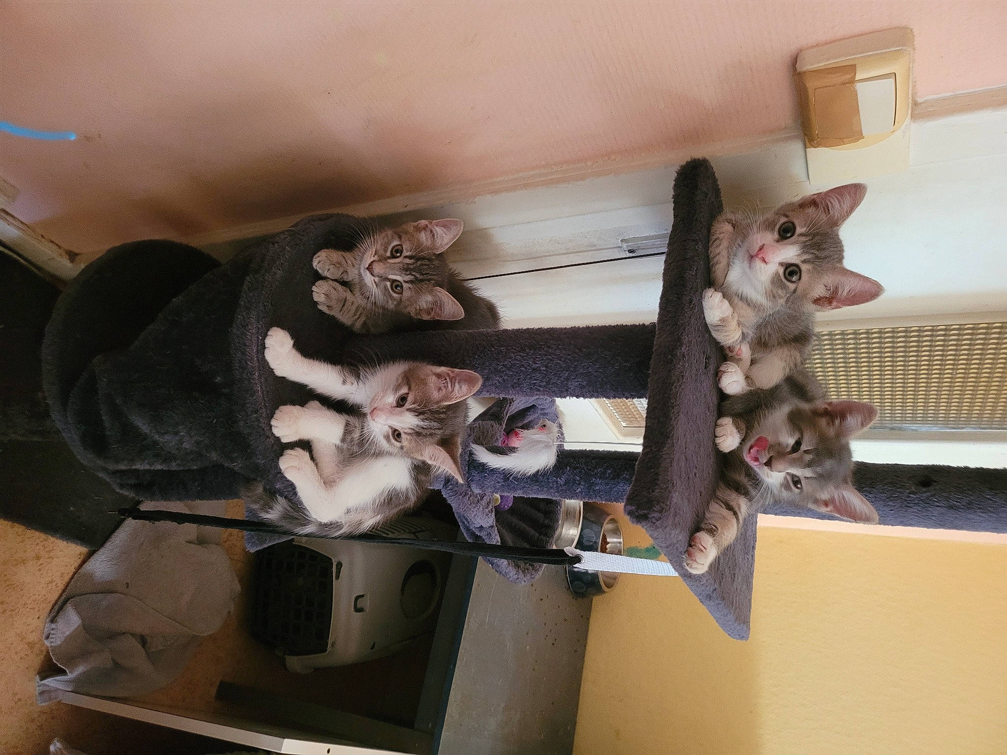 Les Chats