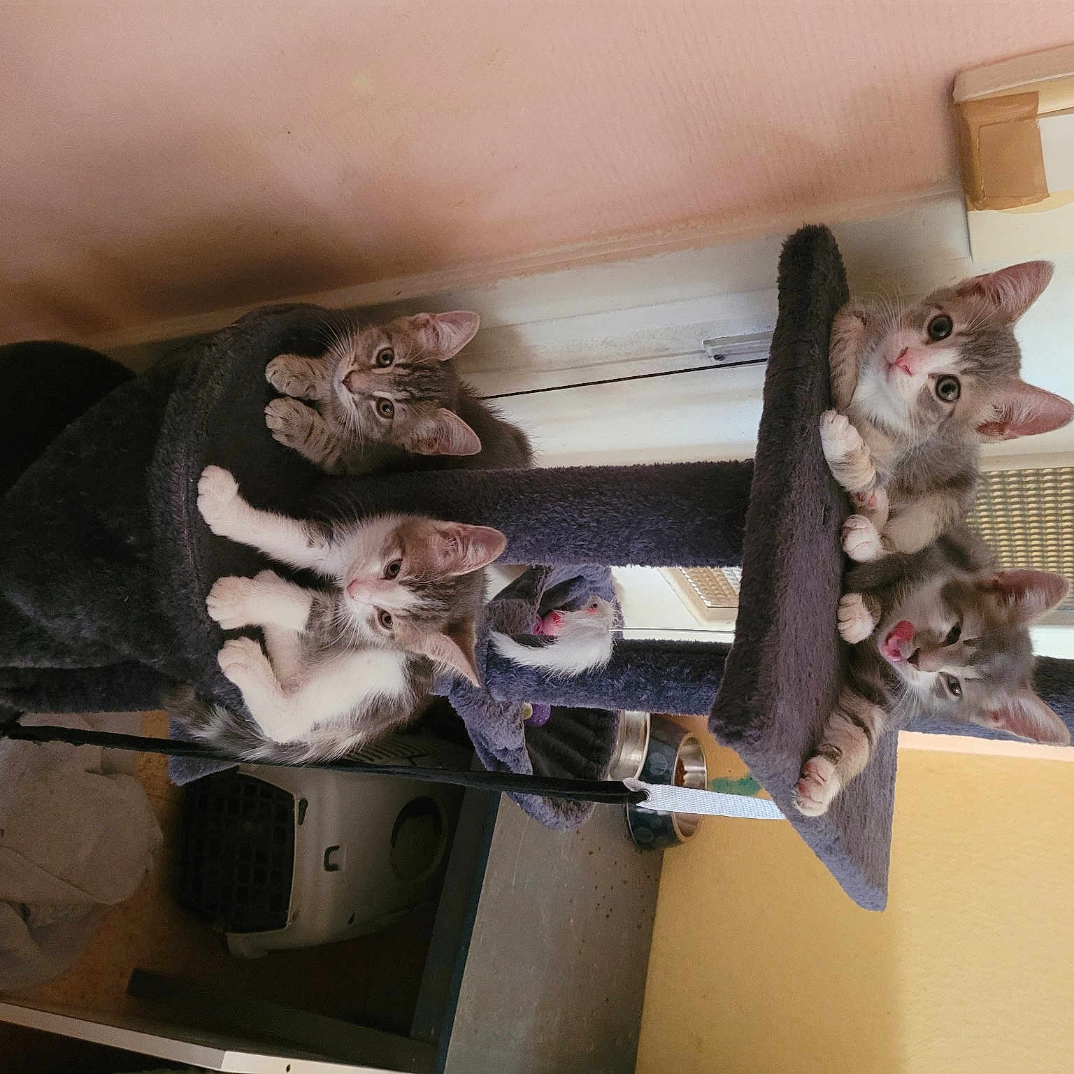 Les Chats