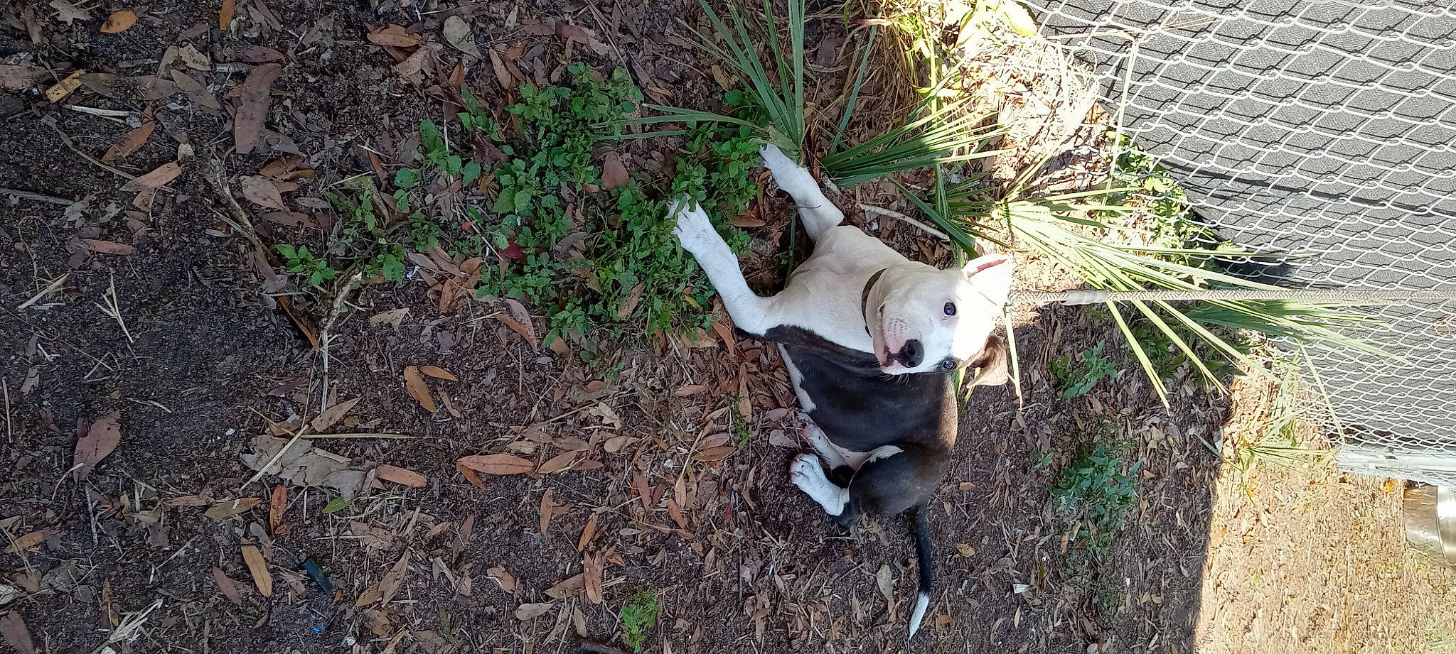 King is registered to the contest to win money with this photo: bone, canidae, carnivore, companion_dog, dog, dog_breed, fawn, fur, grass, plant, soil, sporting_group, tail, terrestrial_animal, toy_dog, trunk, twig, wildlife, wood, working_animal