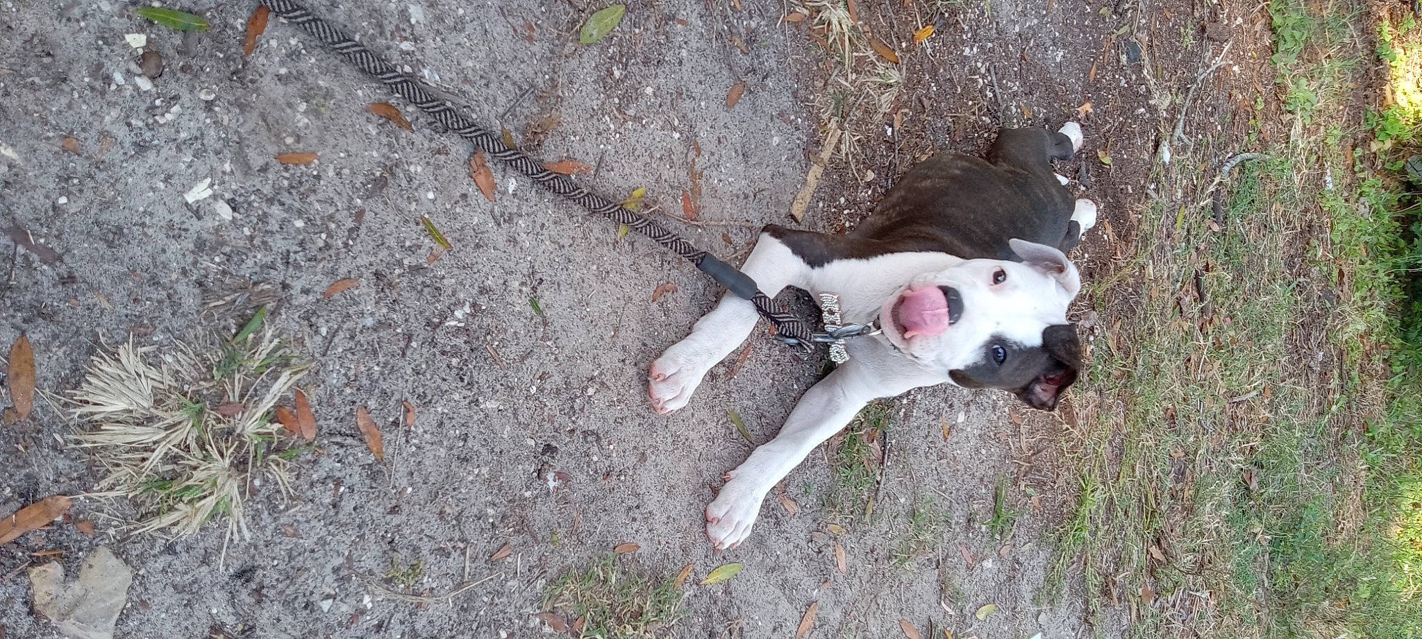 King joined the competition — help win amazing prizes! asphalt, canidae, carmine, carnivore, collar, companion_dog, dog, dog_breed, dog_collar, dog_supply, fawn, grass, leash, pet_supply, plant, road_surface, soil, sporting_group, tail, working_animal