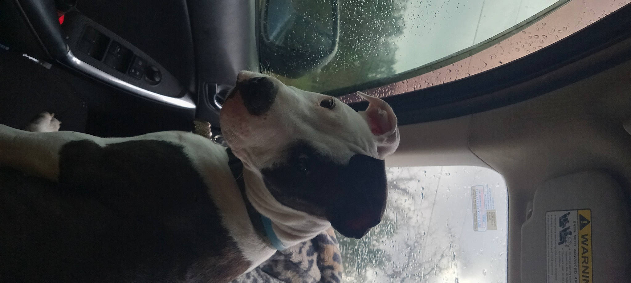 King joined the competition — help win amazing prizes! auto_part, automotive_exterior, automotive_lighting, automotive_mirror, carnivore, collar, companion_dog, dog, dog_breed, eyewear, family_car, fawn, glass, snout, sporting_group, vehicle, vehicle_door, whiskers, windshield, working_animal