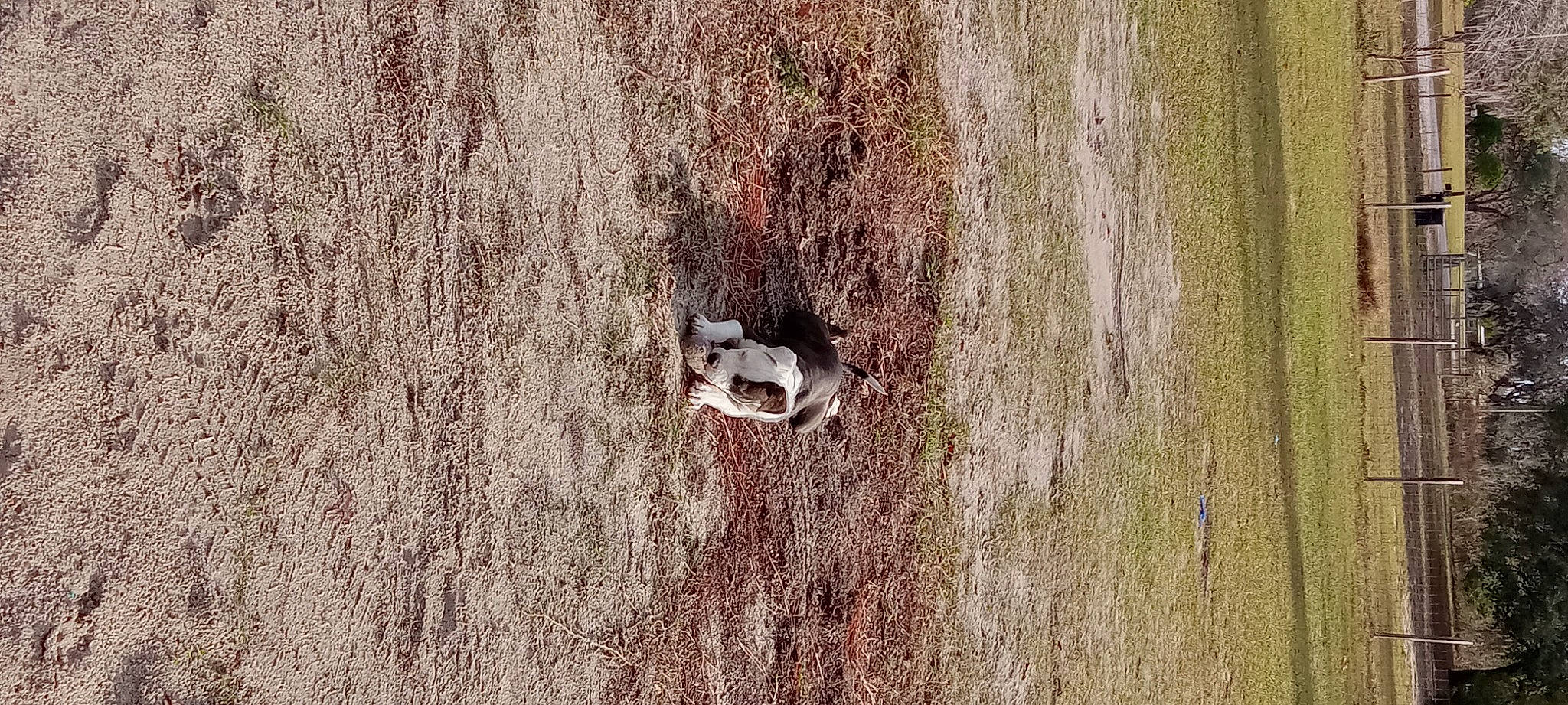 King is registered to the contest to win money with this photo: beak, carnivore, fawn, forest, grass, grey, hardwood, landscape, perching_bird, plant, rock, soil, tail, terrestrial_animal, tree, trunk, wildlife, wood