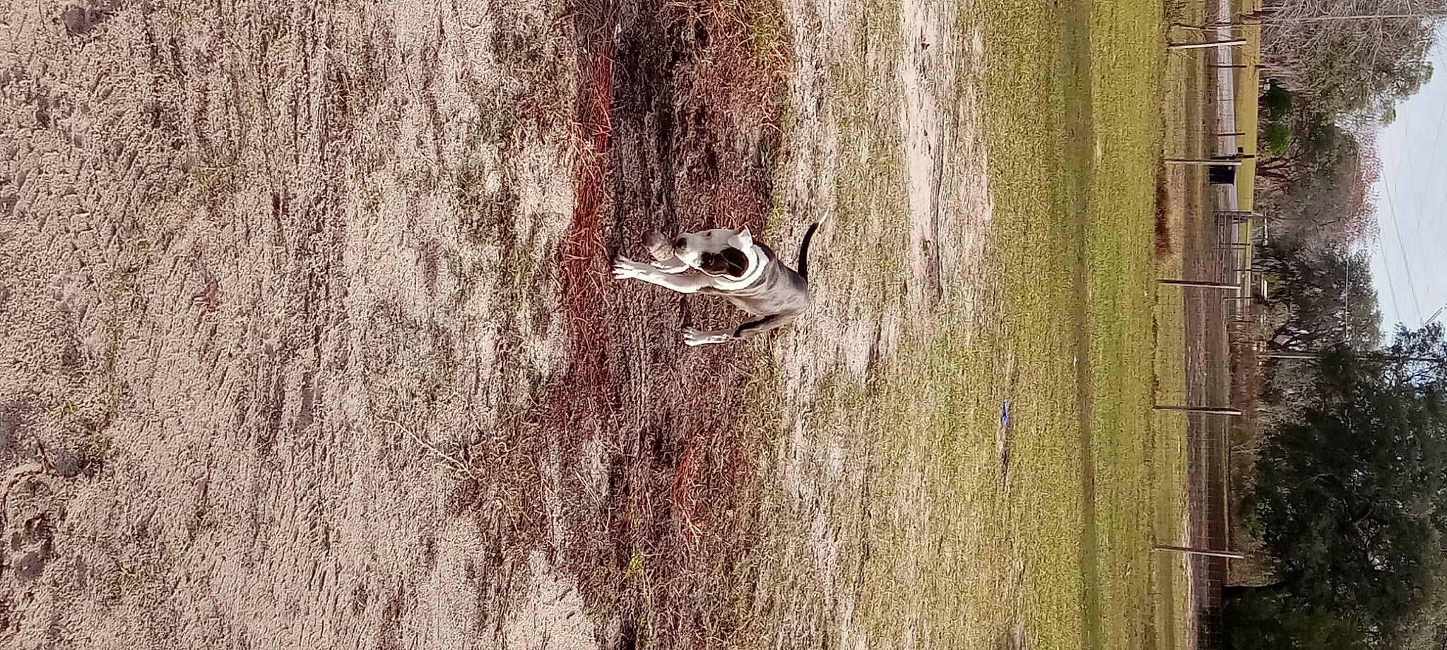 King is registered to the contest to win money with this photo: beak, branch, brown, close_up, forest, grass, grey, hardwood, plant, plant_stem, plywood, soil, terrestrial_animal, tree, trunk, twig, wildlife, wood, woody_plant