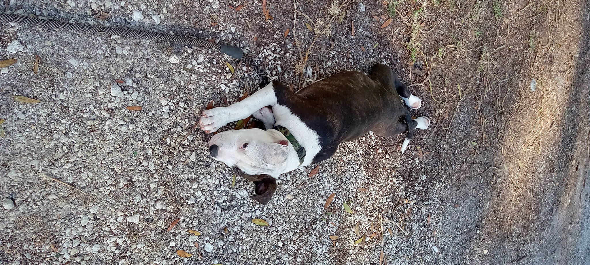 King is registered to the contest to win money with this photo: asphalt, canidae, carnivore, collar, companion_dog, dog, dog_breed, fur, leash, non_sporting_group, paw, road_surface, shadow, soil, street_dog, tail, terrestrial_animal