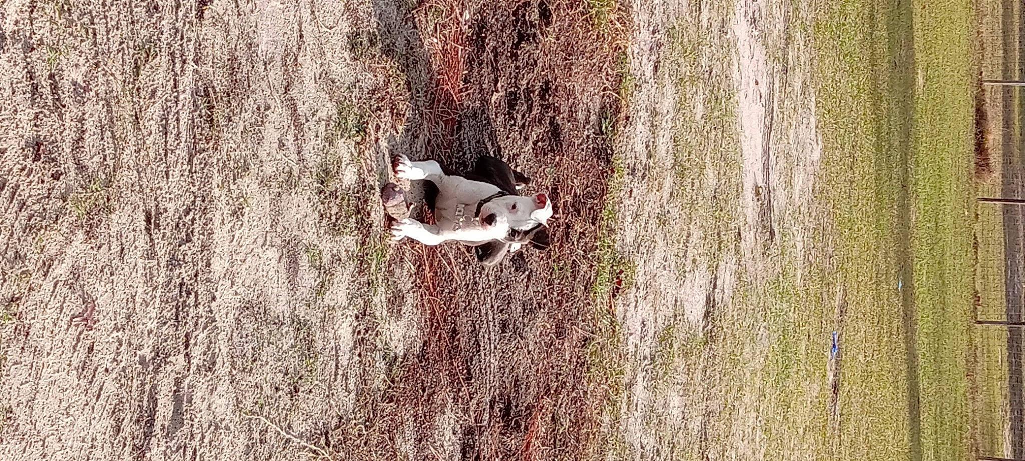 King is registered to the contest to win money with this photo: adventure, canidae, carnivore, dog, dog_breed, fawn, forest, grass, landscape, people_in_nature, plant, recreation, soil, sporting_group, tail, tree, trunk, twig, wildlife, wood