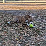 dog, softball, ball, leaves, grass, park, chain_link_fence, sports_field, outdoor, pet, canine, brown_dog, lying_down, chewing, play, autumn, dirt, nature, sunlight, recreation
