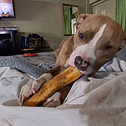 Tiger joined the competition — help win amazing prizes! dog, pitbull, pet, bone, chewing, bed, blanket, sheets, paw, nose, toy, bedroom, curtain, mirror, television, indoor, relaxed, close_up, rumpled, snack