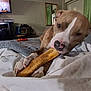 dog, pitbull, pet, bone, chewing, bed, blanket, sheets, paw, nose, toy, bedroom, curtain, mirror, television, indoor, relaxed, close_up, rumpled, snack