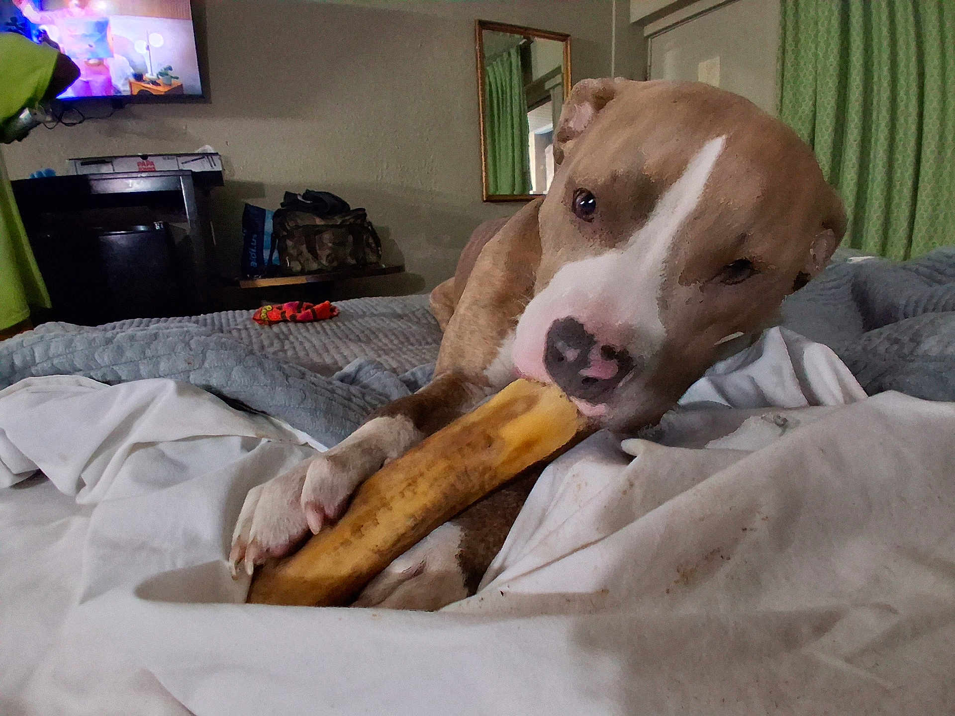 Tiger joined the competition — help win amazing prizes! dog, pitbull, pet, bone, chewing, bed, blanket, sheets, paw, nose, toy, bedroom, curtain, mirror, television, indoor, relaxed, close_up, rumpled, snack