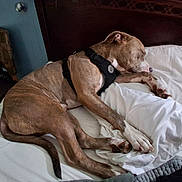 Tiger is registered to the contest to win money with this photo: dog, sleeping_dog, pitbull, bed, pillow, harness, indoor, pet, canine, relaxed, nap, bedroom, headboard, blanket, paw, fur, tail, furniture, nightstand, domestic