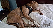 Tiger is registered to the contest to win money with this photo: bed, bedroom, blanket, canine, dog, domestic, fur, furniture, harness, headboard, indoor, nap, nightstand, paw, pet, pillow, pitbull, relaxed, sleeping_dog, tail