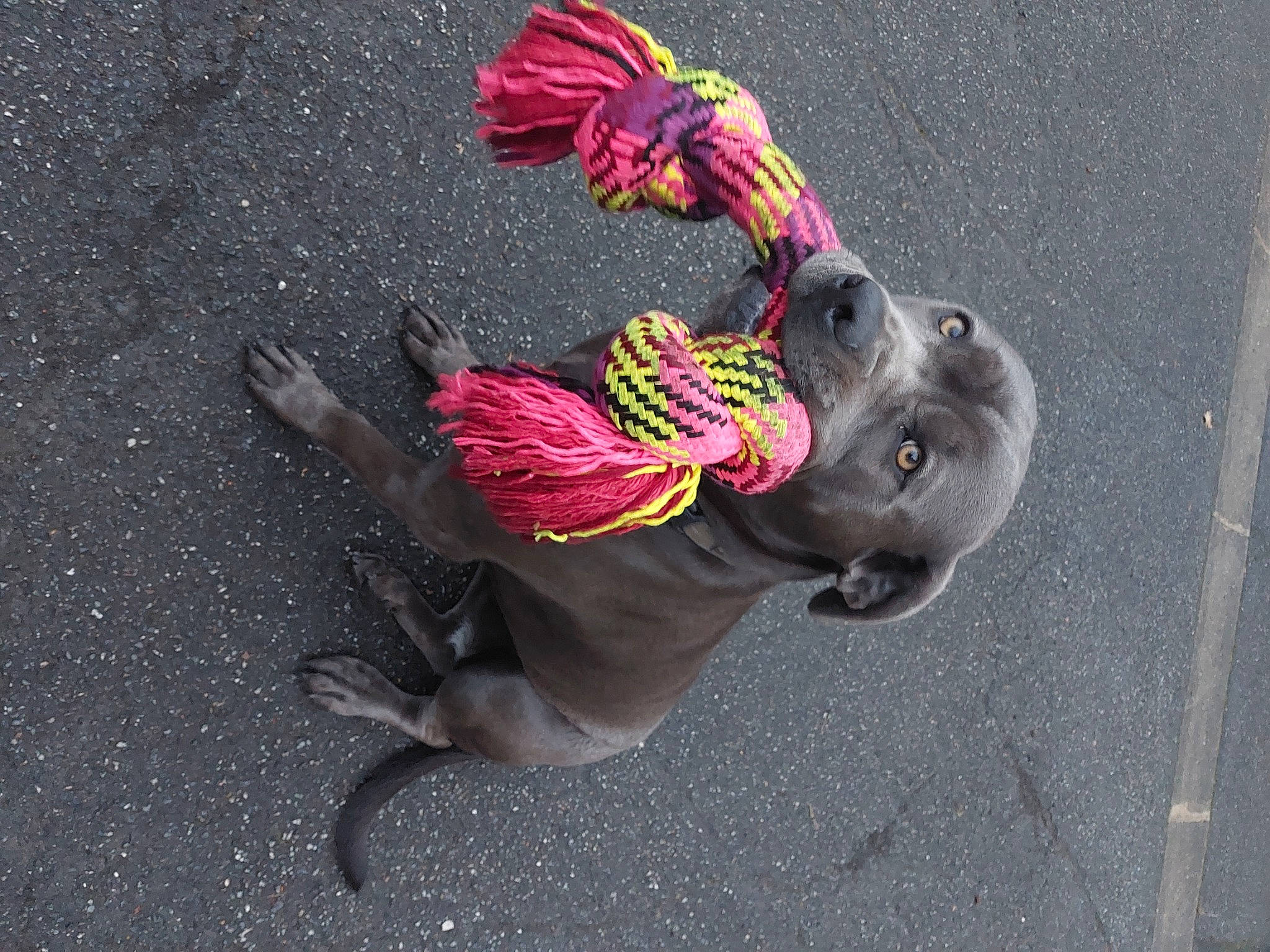 Piwi a rejoint le concours — aidez-le/la à gagner de superbes lots ! asphalt, carnivore, collar, concrete, dog, dog_breed, dog_collar, dog_supply, fashion_accessory, fawn, fun, grey, leash, magenta, road_surface, sidewalk, tail, tar, tire, working_animal