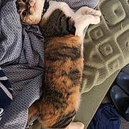 Juno joined the competition — help win amazing prizes! cat, calico_cat, pet, feline, bed, blanket, collar, lounging, paws, whiskers, fur, stripes, relaxed, indoor, upholstery, slippers, fabric, playful, portrait, cozy