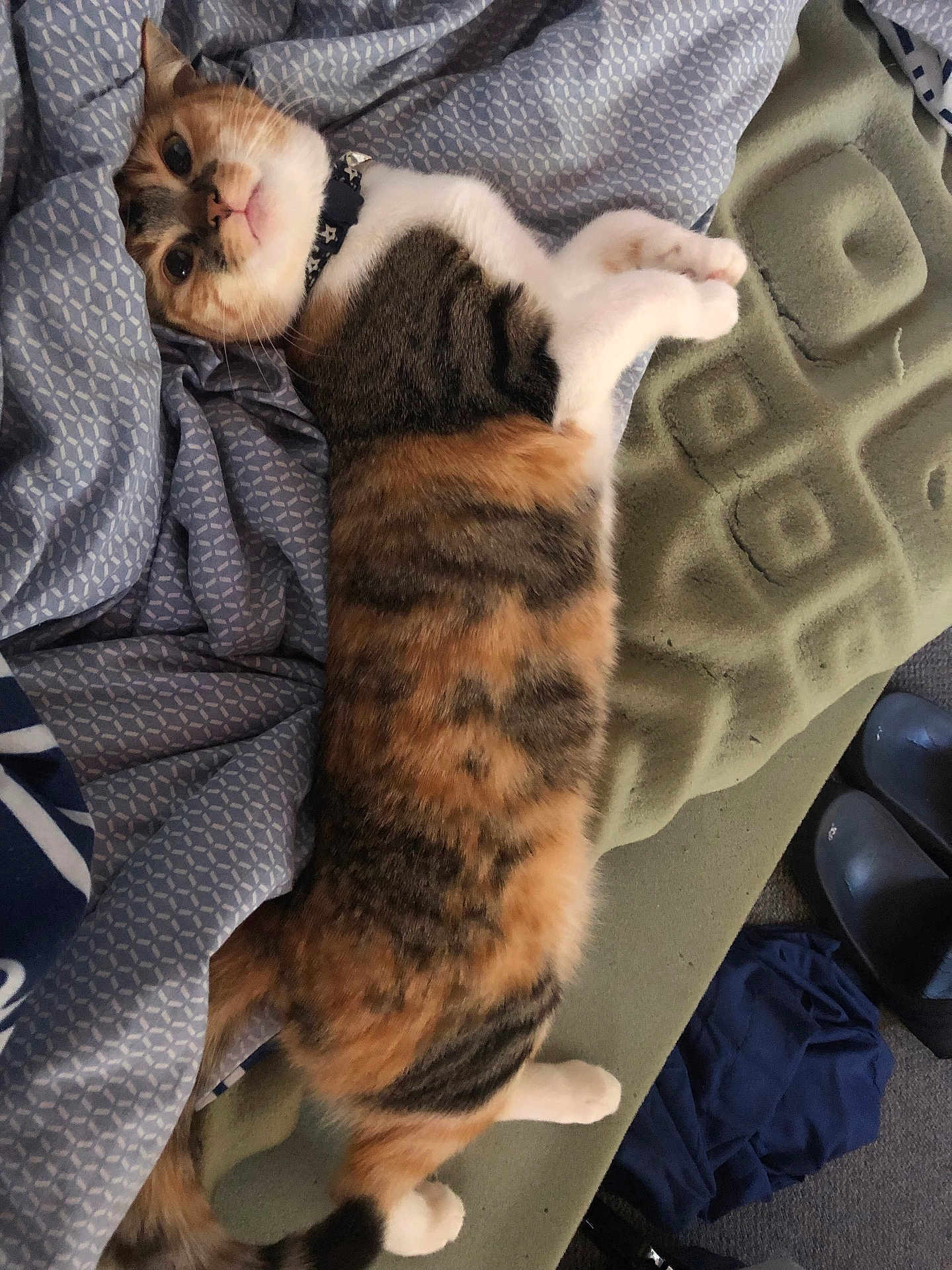 Juno joined the competition — help win amazing prizes! cat, calico_cat, pet, feline, bed, blanket, collar, lounging, paws, whiskers, fur, stripes, relaxed, indoor, upholstery, slippers, fabric, playful, portrait, cozy