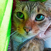 Ella joined the competition — help win amazing prizes! cat, tabby, close_up, green_eyes, whiskers, fur, pet, animal, face, curious, fabric, green, texture, indoor, cute, mammal, portrait, looking, cozy, soft