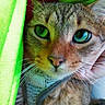 cat, tabby, close_up, green_eyes, whiskers, fur, pet, animal, face, curious, fabric, green, texture, indoor, cute, mammal, portrait, looking, cozy, soft