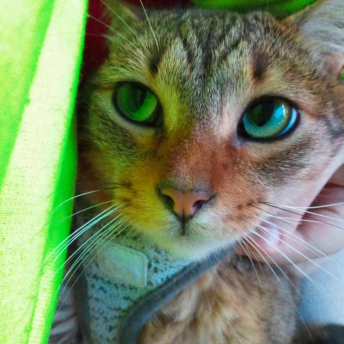 Ella joined the competition — help win amazing prizes! cat, tabby, close_up, green_eyes, whiskers, fur, pet, animal, face, curious, fabric, green, texture, indoor, cute, mammal, portrait, looking, cozy, soft
