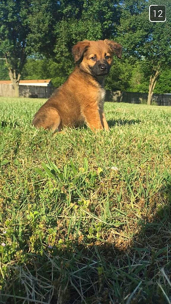 Jax joined the competition — help win amazing prizes! basque_shepherd_dog, black_mouth_cur, canidae, carnivore, companion_dog, dog, dog_breed, fawn, grass, mammal, plant, sporting_group, styrian_coarse_haired_hound, vertebrate