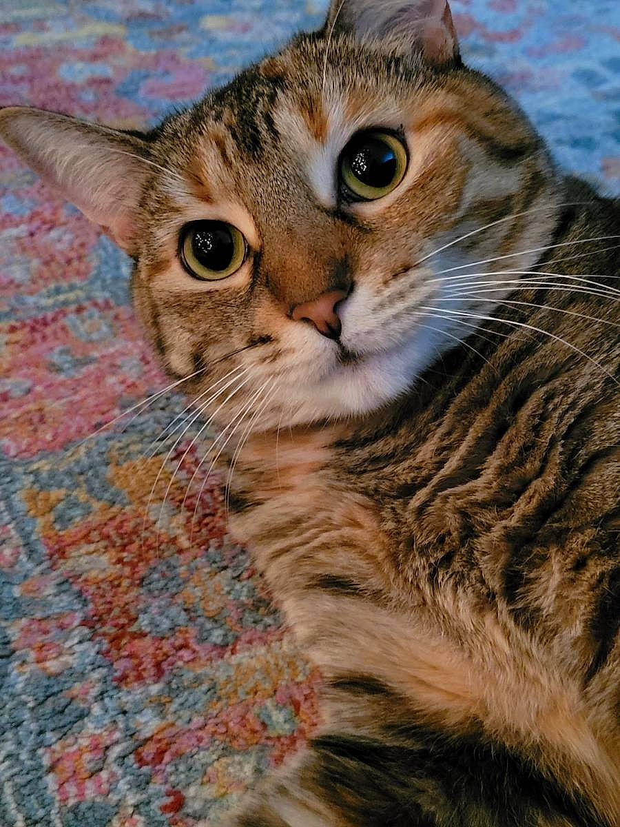 Cricket joined the competition — help win amazing prizes! carnivore, cat, close_up, domestic_short_haired_cat, felidae, fur, small_to_medium_sized_cats, snout, terrestrial_animal, whiskers, wildlife