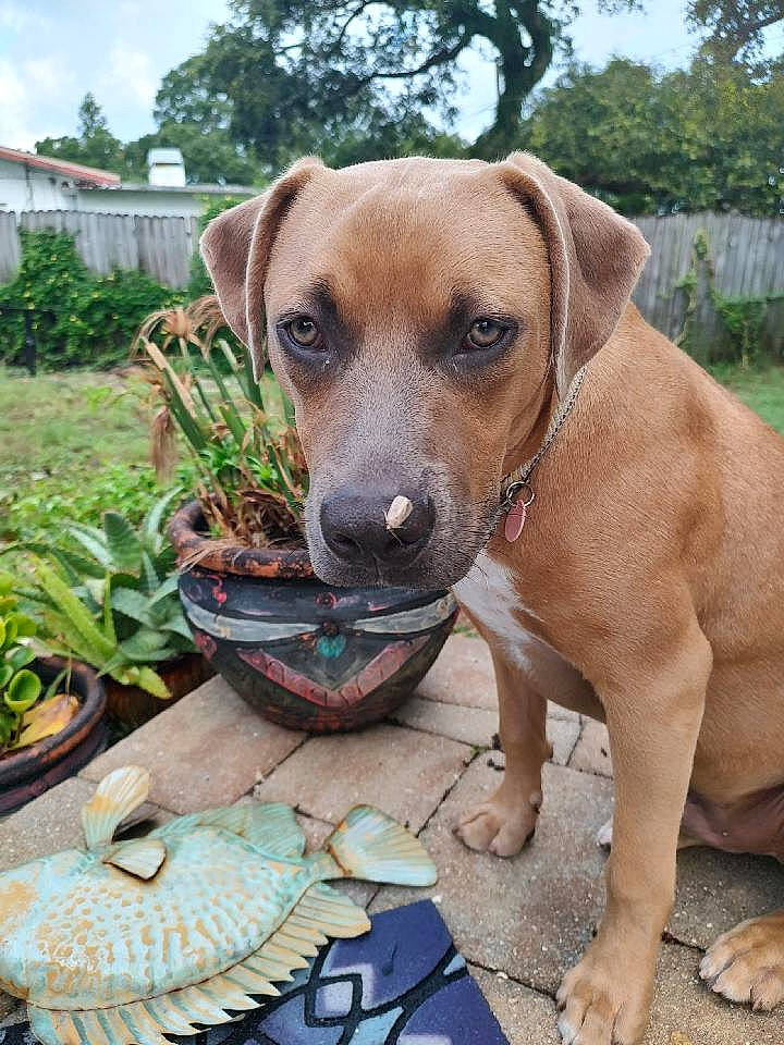 Copper Pine joined the competition — help win amazing prizes! carnivore, collar, companion_dog, dog, dog_breed, dog_collar, fawn, flowerpot, grass, houseplant, liver, pet_supply, plant, sky, snout, sporting_group, tree, vertebrate, whiskers, working_animal