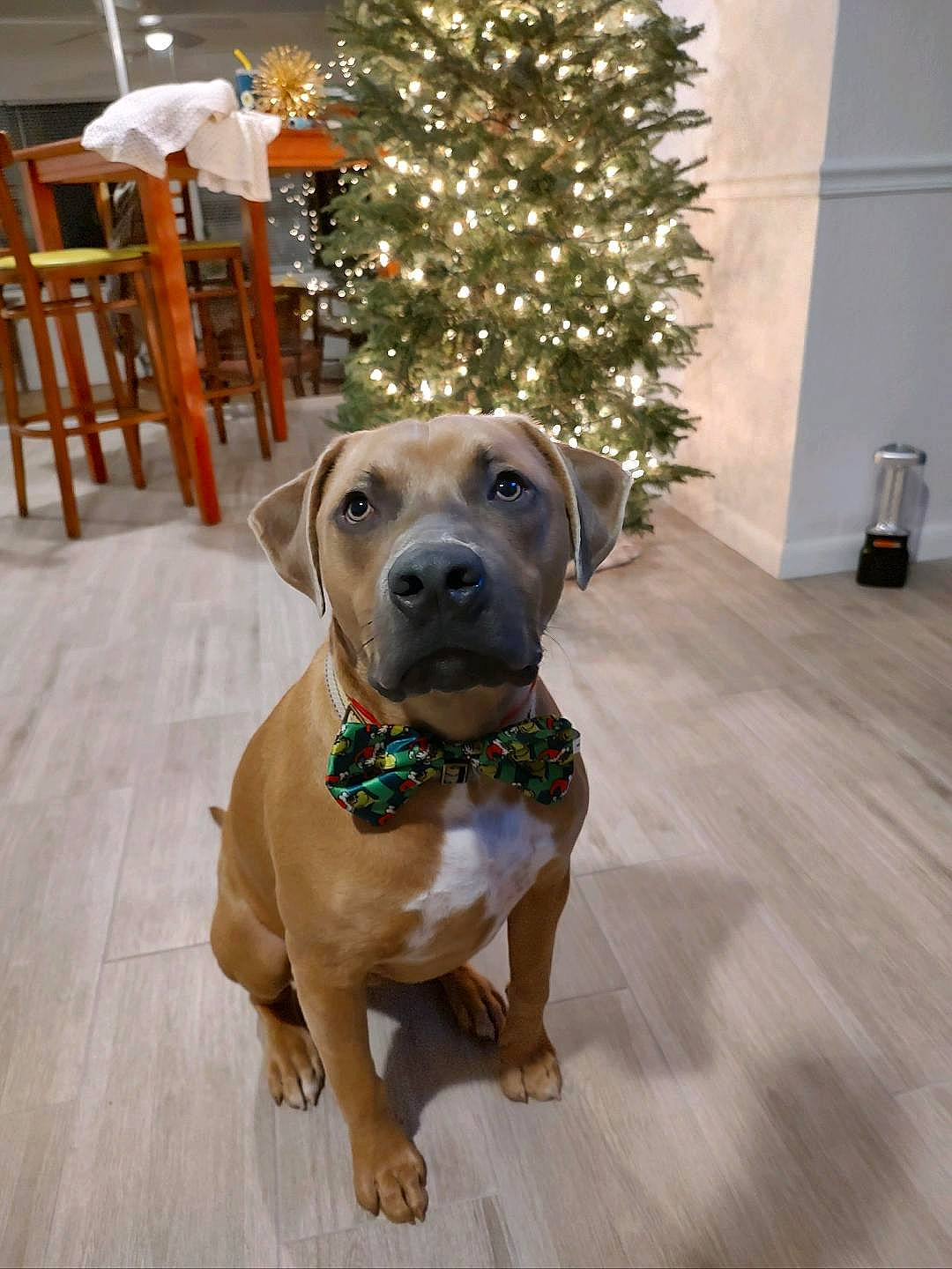 Copper Pine joined the competition — help win amazing prizes! carnivore, chair, christmas_tree, collar, companion_dog, dog, dog_breed, dog_collar, dog_supply, event, fawn, flooring, holiday, pet_supply, plant, snout, tree, whiskers, wood, working_animal