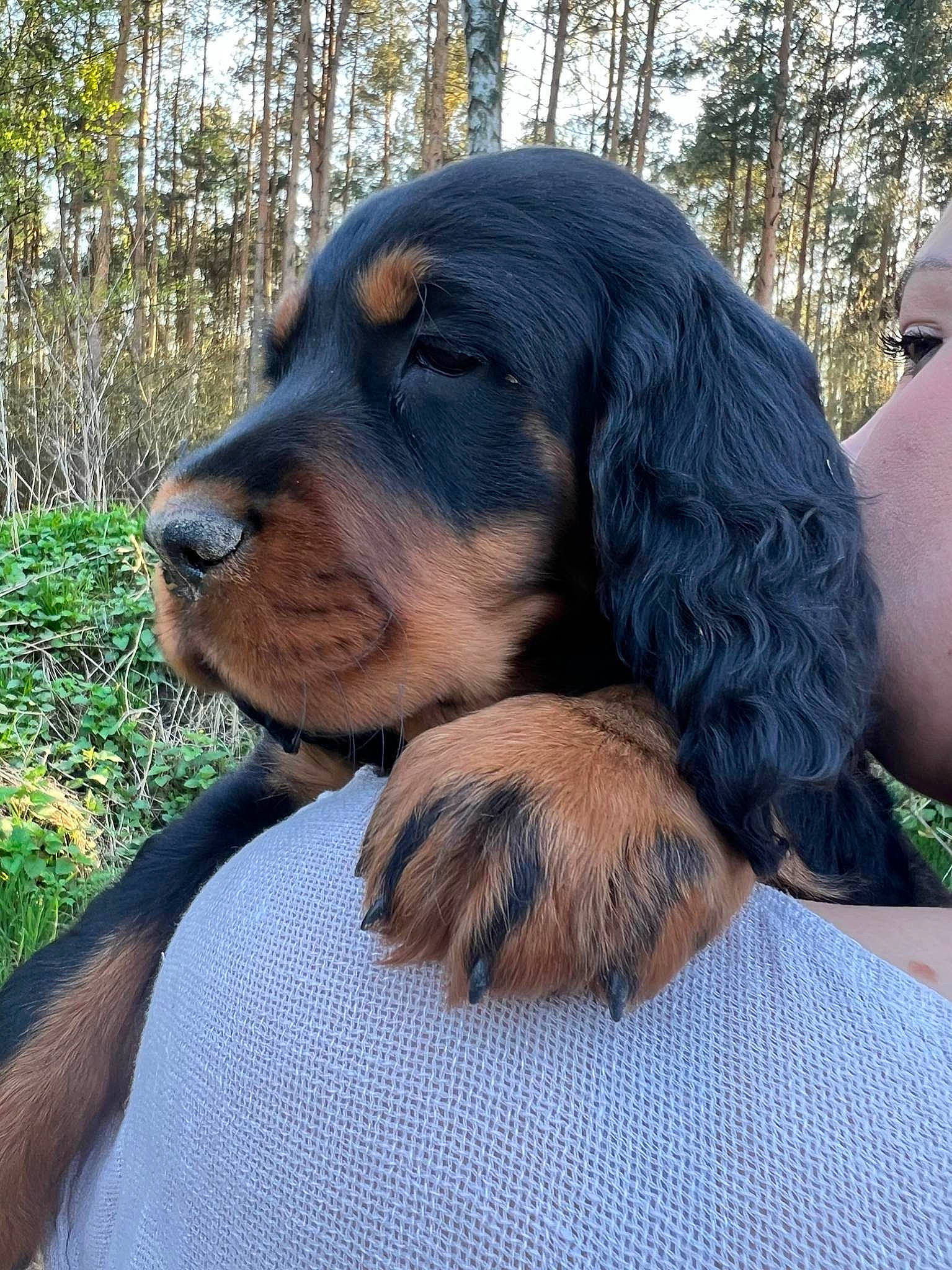 Alva participe au concours pour gagner de l'argent avec cette photo : canidae, carnivore, companion_dog, dog, dog_breed, fur, hound, hunting_dog, liver, plant, snout, sporting_group, terrestrial_animal, tree, working_dog