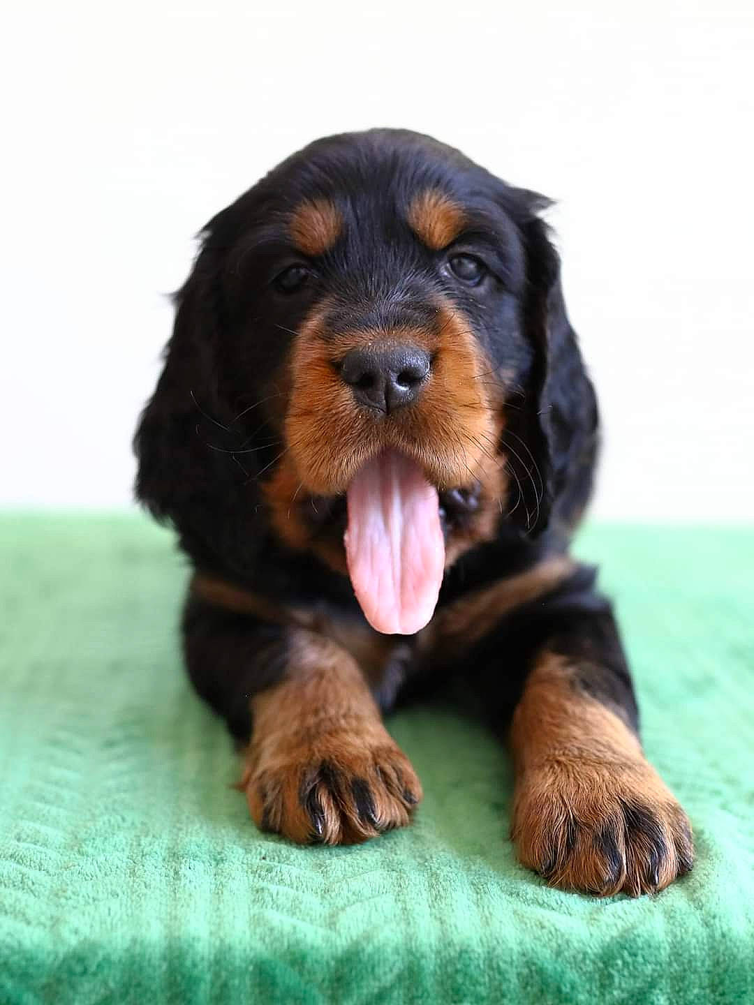 Alva a rejoint le concours — aidez-le/la à gagner de superbes lots ! biting, canidae, carnivore, companion_dog, dog, dog_breed, hunting_dog, liver, snout, sporting_group, terrestrial_animal, working_animal, working_dog