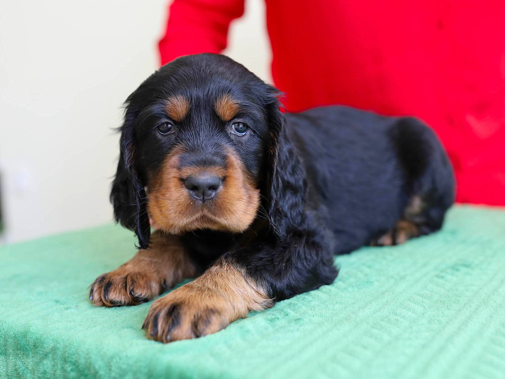 Alva participe au concours pour gagner de l'argent avec cette photo : canidae, carnivore, companion_dog, dog, dog_breed, hound, hunting_dog, liver, snout, sporting_group, terrestrial_animal, working_animal, working_dog