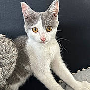 Nala participe au concours pour gagner de l'argent avec cette photo : kitten, cat, gray_and_white, curious, paws, blanket, couch, indoor, pet, feline, young, whiskers, ears, golden_eyes, stretching, fur, domestic_cat, animal, cute, looking