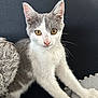 kitten, cat, gray_and_white, curious, paws, blanket, couch, indoor, pet, feline, young, whiskers, ears, golden_eyes, stretching, fur, domestic_cat, animal, cute, looking