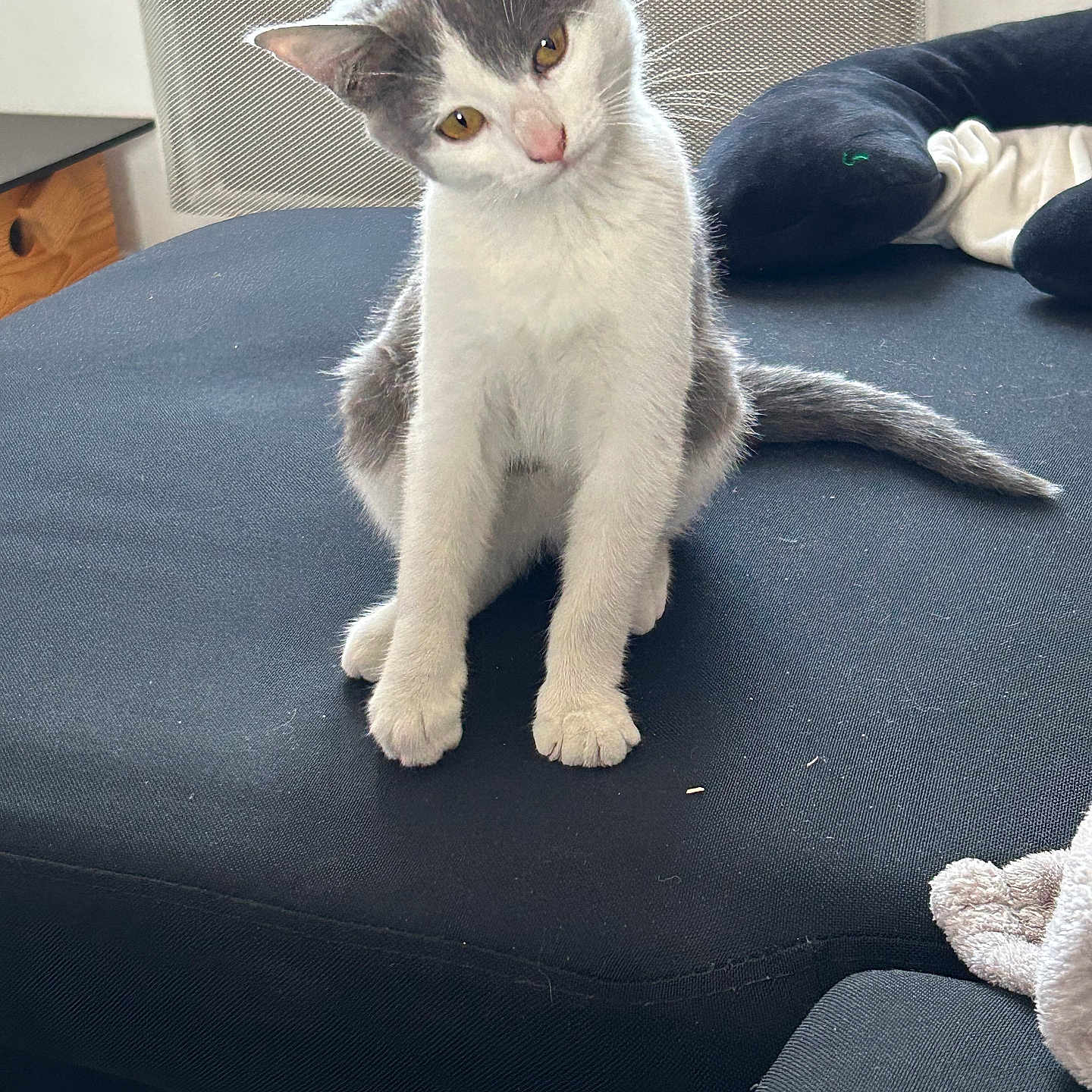 Nala a rejoint le concours — aidez-le/la à gagner de superbes lots ! animal, black_fabric, cat, curious, cushion, cute, domestic, ears, feline, fur, gray_and_white, indoor, kitten, pet, sitting, small, tail, tilted_head, whiskers, young_cat