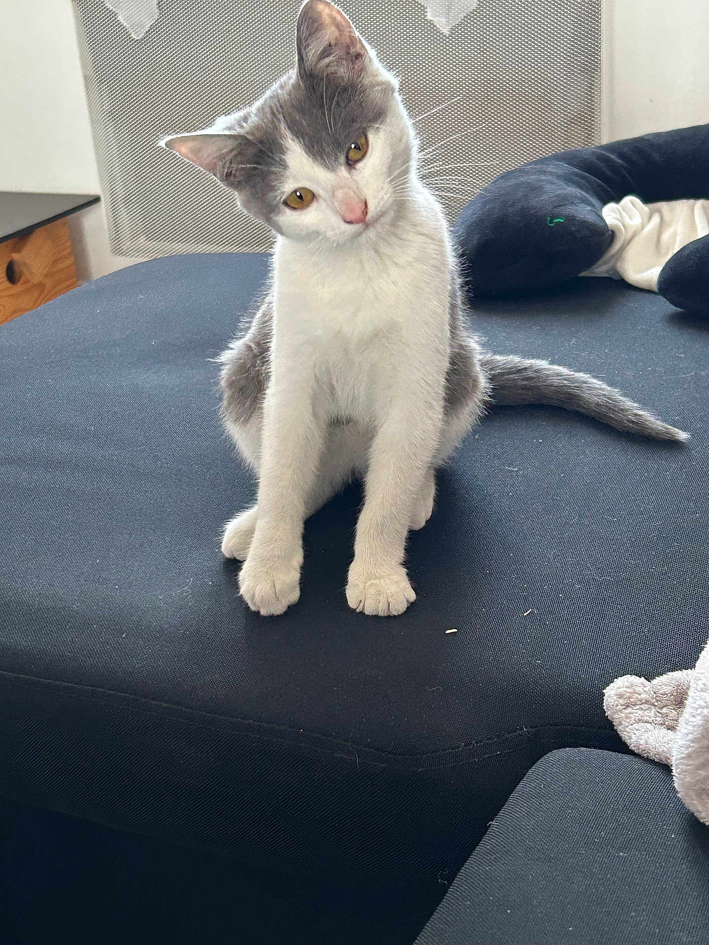 Nala a rejoint le concours — aidez-le/la à gagner de superbes lots ! cat, kitten, gray_and_white, curious, sitting, tilted_head, indoor, cushion, black_fabric, pet, animal, whiskers, ears, tail, feline, young_cat, fur, cute, small, domestic