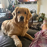 Sophie Rose joined the competition — help win amazing prizes! basket, blanket, carpet, coffee_table, couch, dog, furniture, golden_retriever, home_decor, indoor, lamp, living_room, person, pet, plaid_pants, plant, relaxing, sitting, socks, television