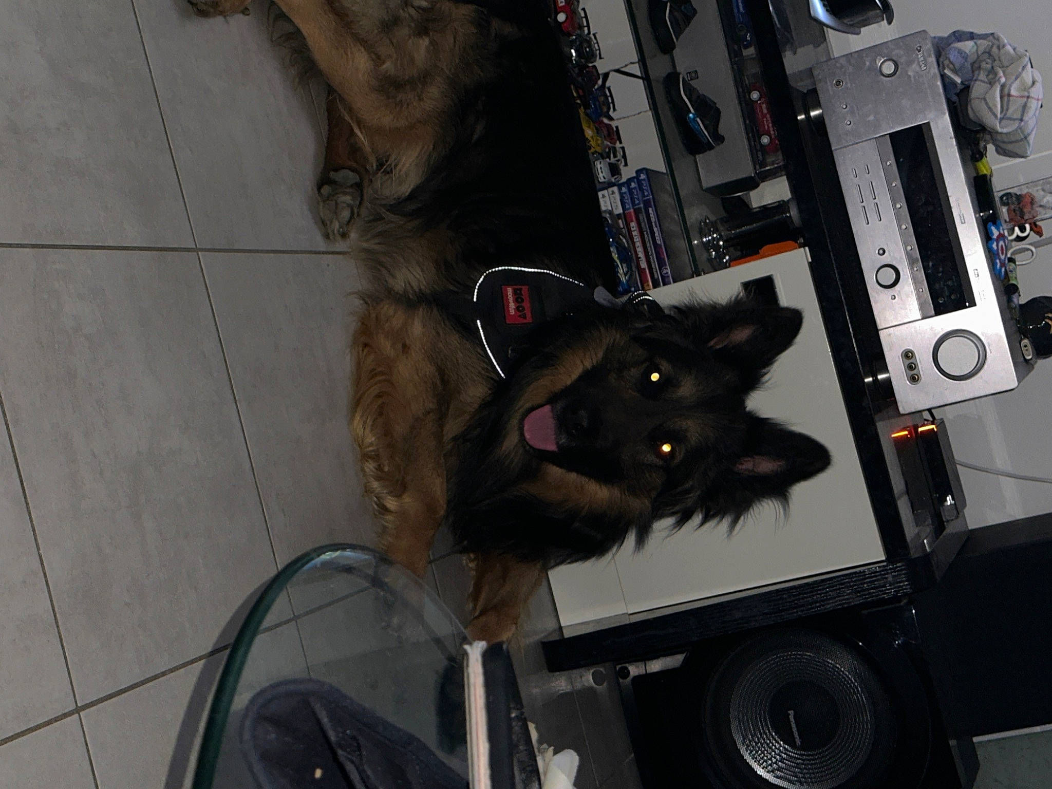 Yako a rejoint le concours — aidez-le/la à gagner de superbes lots ! audio_equipment, auto_part, automotive_tire, automotive_wheel_system, bumper, computer_hardware, dog_breed, electrical_network, electrical_supply, electrical_wiring, felidae, fur, machine, small_to_medium_sized_cats, snout, vehicle, vehicle_door, whiskers