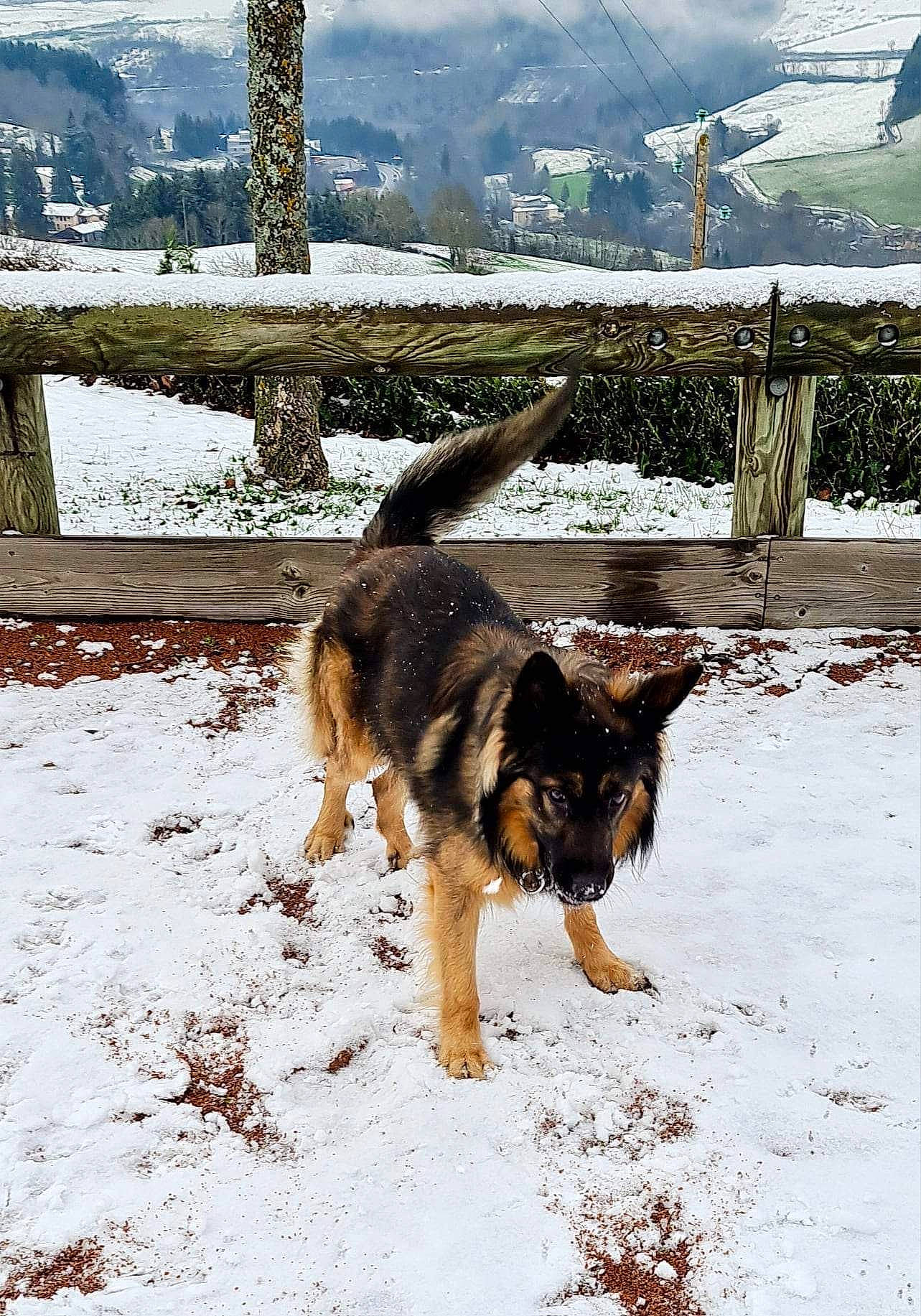 Yako participe au concours pour gagner de l'argent avec cette photo : canidae, carnivore, dog, dog_breed, fawn, fence, freezing, fur, german_shepherd_dog, herding_dog, king_shepherd, mountain, old_german_shepherd_dog, plant, snout, snow, sporting_group, tail, tree, winter