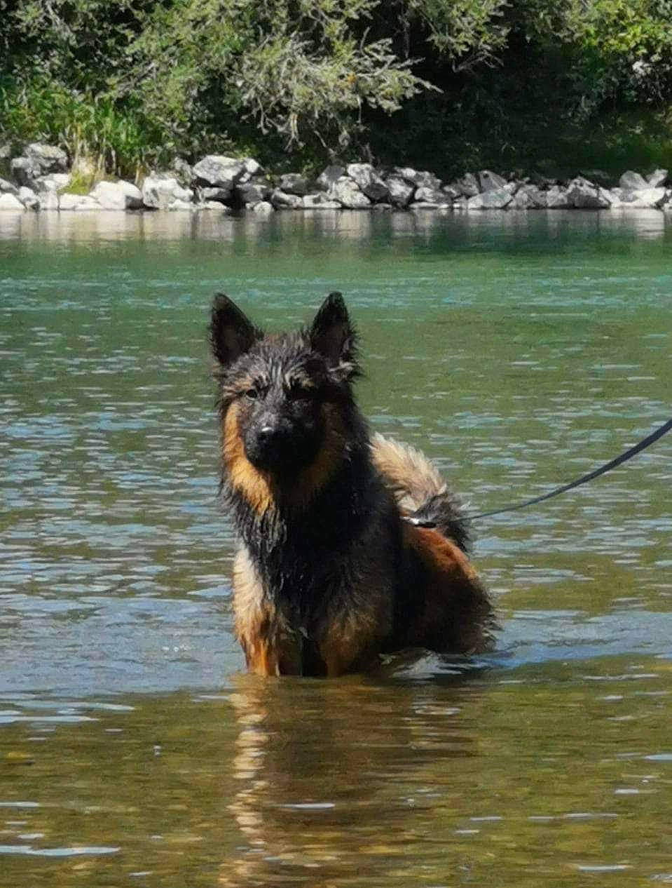 Yako a rejoint le concours — aidez-le/la à gagner de superbes lots ! bank, canidae, carnivore, companion_dog, dog, dog_breed, fluvial_landforms_of_streams, ford, guard_dog, herding_dog, king_shepherd, lake, old_german_shepherd_dog, sporting_group, tail, vertebrate, water, watercourse, wildlife, working_animal