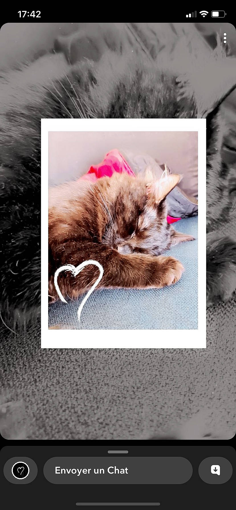 Shadow a rejoint le concours — aidez-le/la à gagner de superbes lots ! carnivore, cat, comfort, domestic_short_haired_cat, fawn, felidae, font, fur, grey, linens, magenta, mammal, paw, photo_caption, rectangle, small_to_medium_sized_cats, snout, tail, textile, whiskers