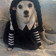 Lillie is registered to the contest to win money with this photo: animal, black_and_white, braids, costume, curious_expression, cute, dog, funny_costume, furniture, home, indoor, pet, portrait, quilted_couch, seated, small_dog, striped_sleeves, text_overlay_ui, white_collar, wig