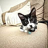 cat, kitten, black_and_white, pet, animal, couch, sofa, pillows, indoor, home, living_room, sitting, looking_at_camera, bell, collar, tag, whiskers, ears, cozy, remote_control