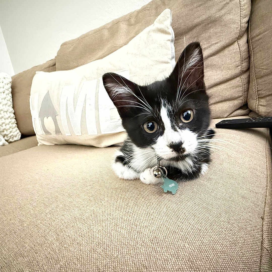 Zuko
