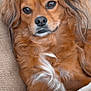 dog, brown_dog, long_hair, pet, closeup, couch, blanket, whiskers, nose, eyes, portrait, indoor, fur, floppy_ears, cozy, resting, looking_at_camera, small_breed, chest_marking, white_patch