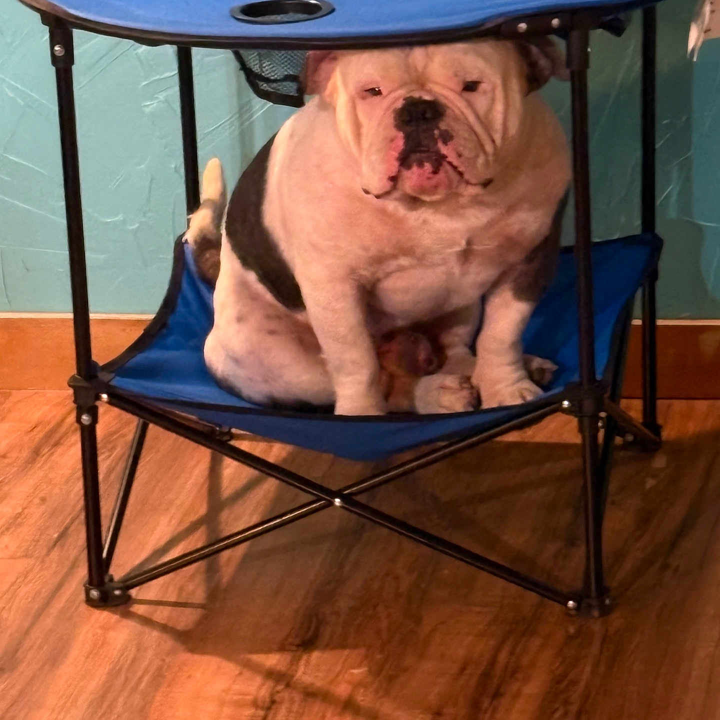 Bubba is registered to the contest to win money with this photo: animal, blue, bulldog, canine, chair, companion, cute, dog, domestic, floor, furniture, home, house, indoor, pet, portrait, resting, sitting, table, wood_floor