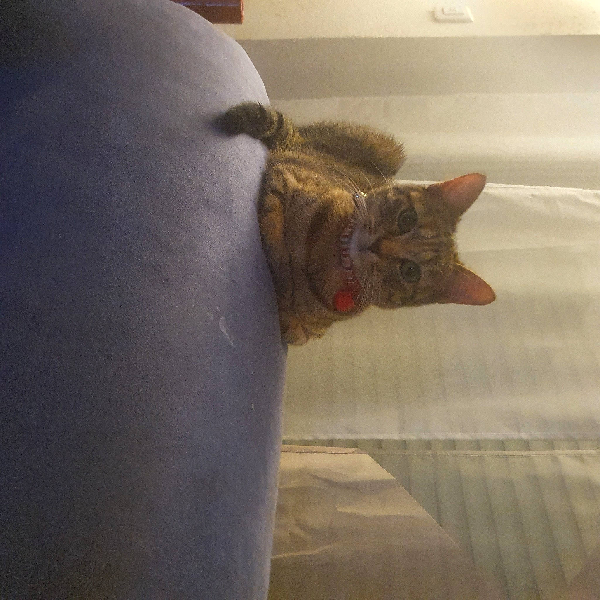 Nala participe au concours pour gagner de l'argent avec cette photo : carnivore, cat, comfort, domestic_short_haired_cat, ear, fawn, felidae, fur, linens, metal, room, small_to_medium_sized_cats, snout, tail, terrestrial_animal, whiskers, window, wood